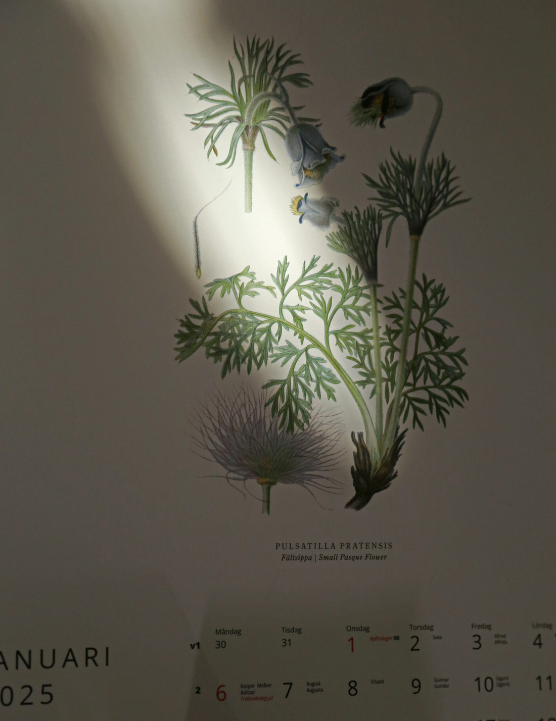 GULLERS TRADING |  VÄXTER CALENDAR 2025