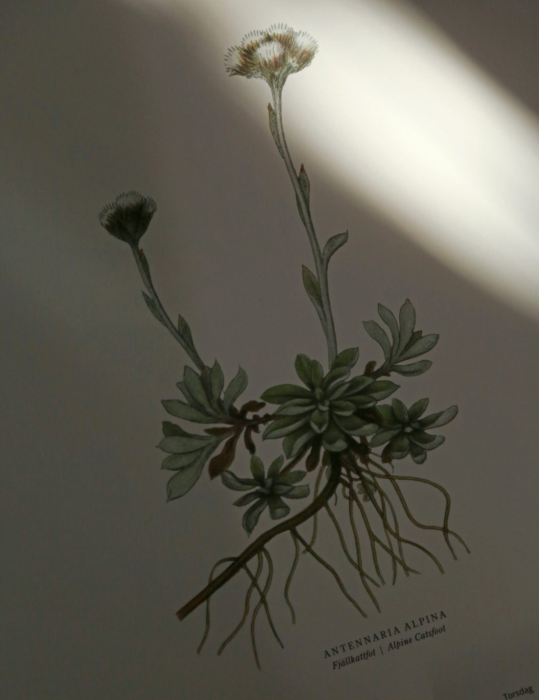 GULLERS TRADING |  VÄXTER CALENDAR 2025