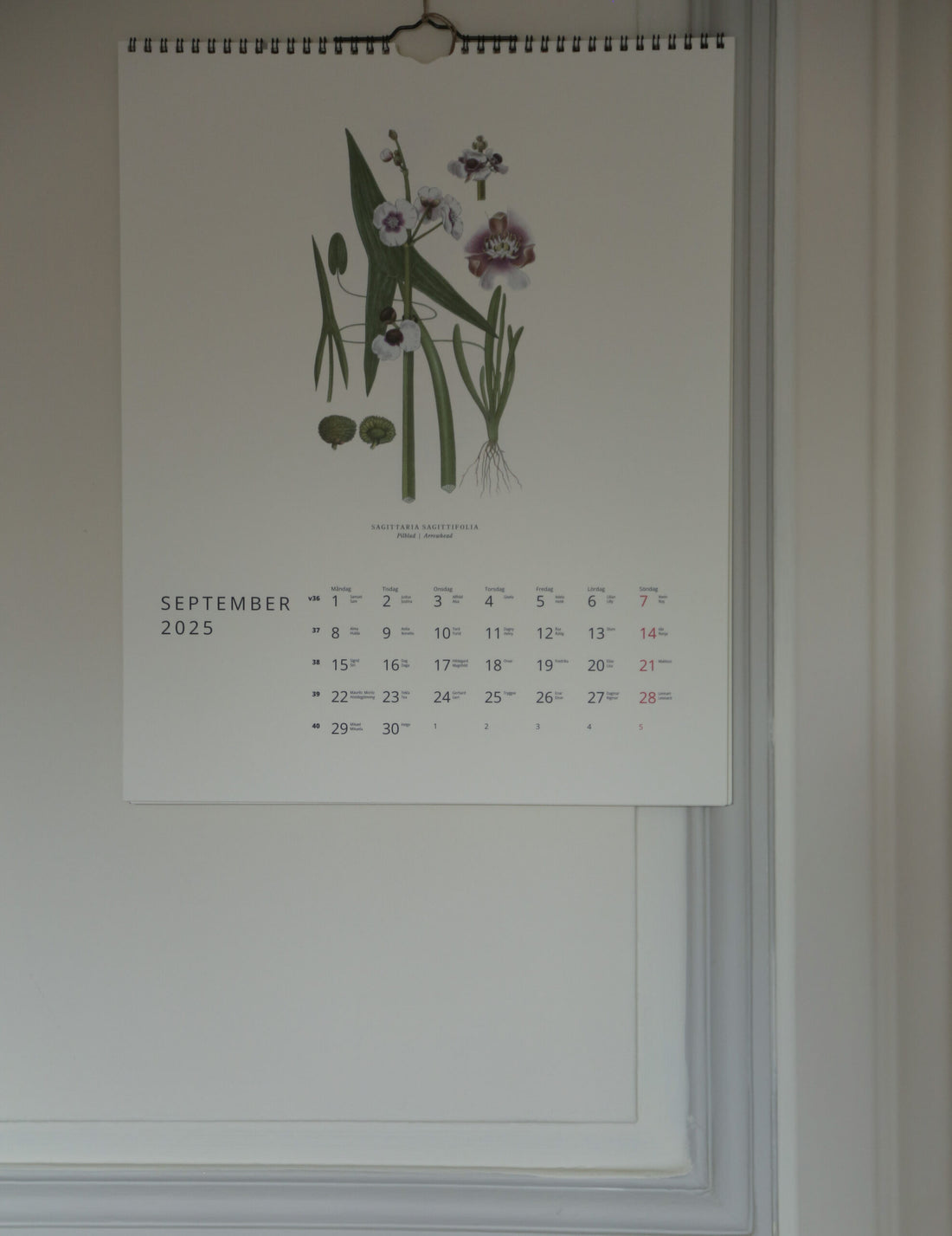 GULLERS TRADING |  VÄXTER CALENDAR 2025