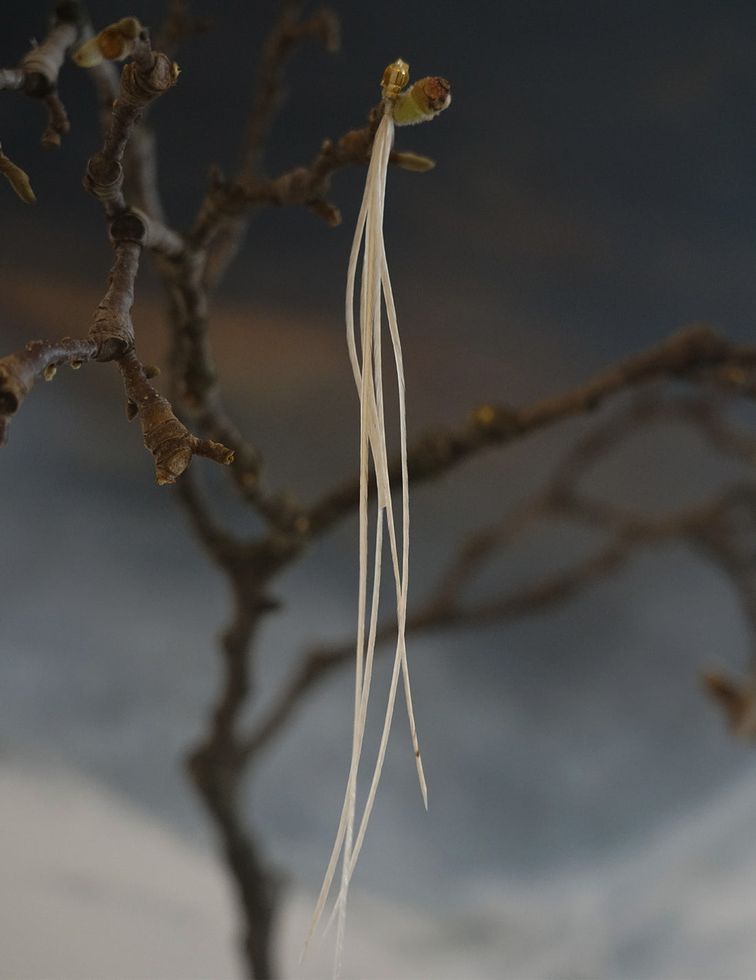 BEATRIZ PALACIOS | Feather Earring - White