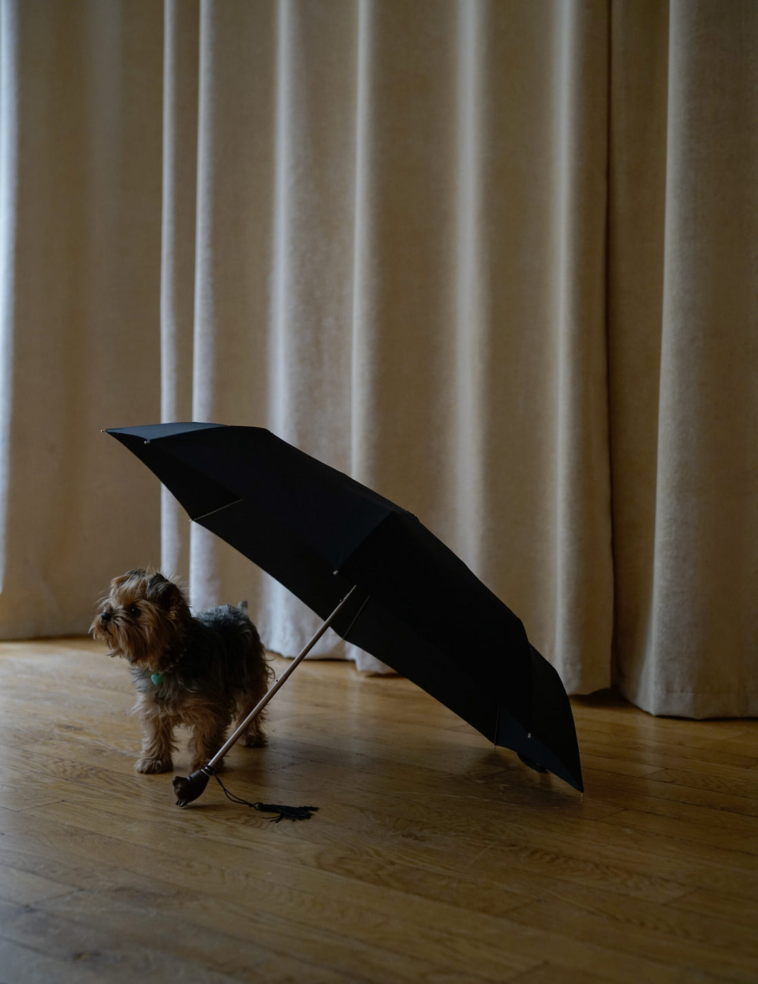 Parapluie pliant・Chat